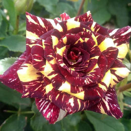 Rosal 'Abracadabra'